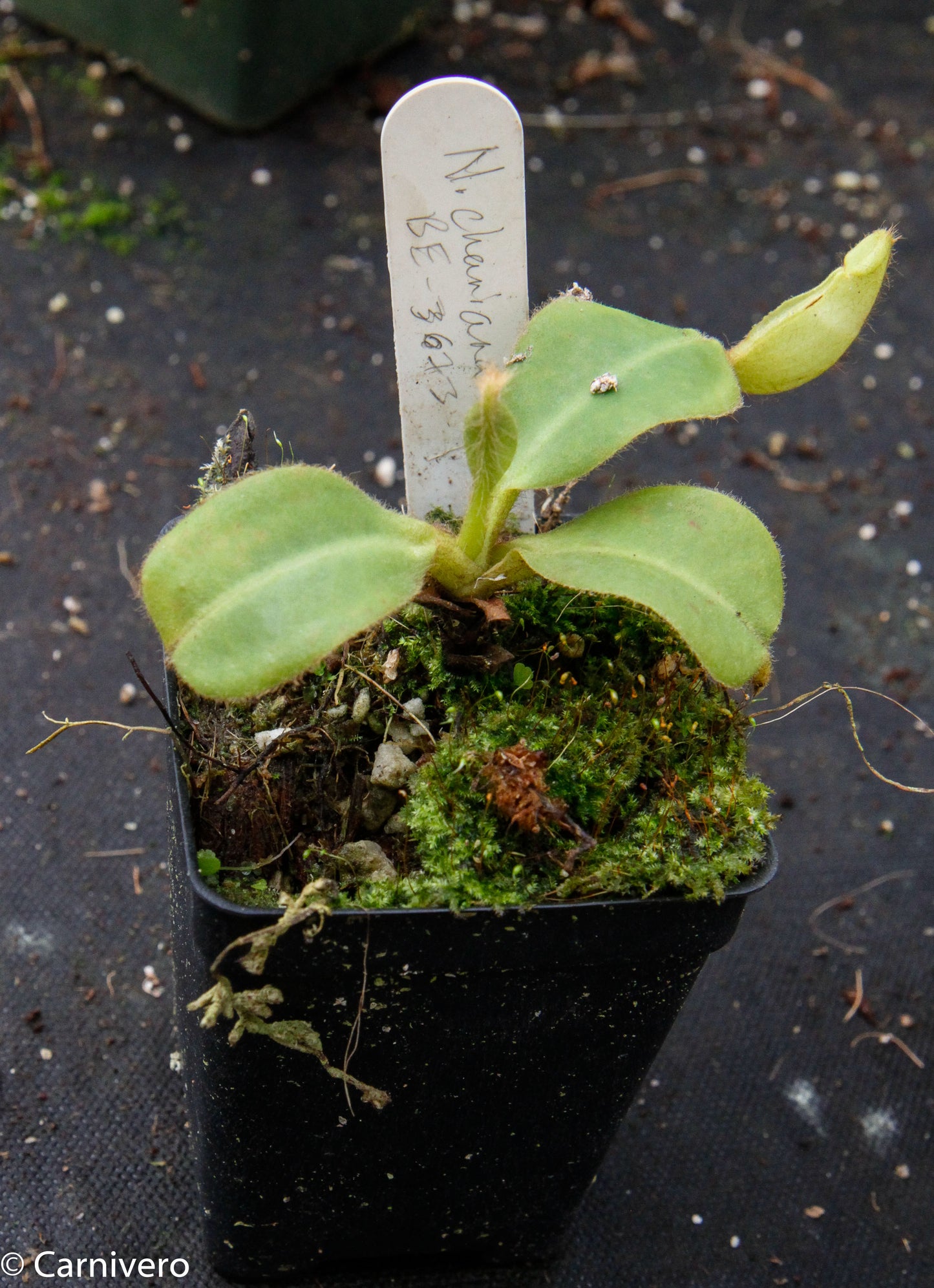 Nepenthes chaniana, BE-3673