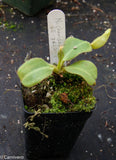 Nepenthes chaniana