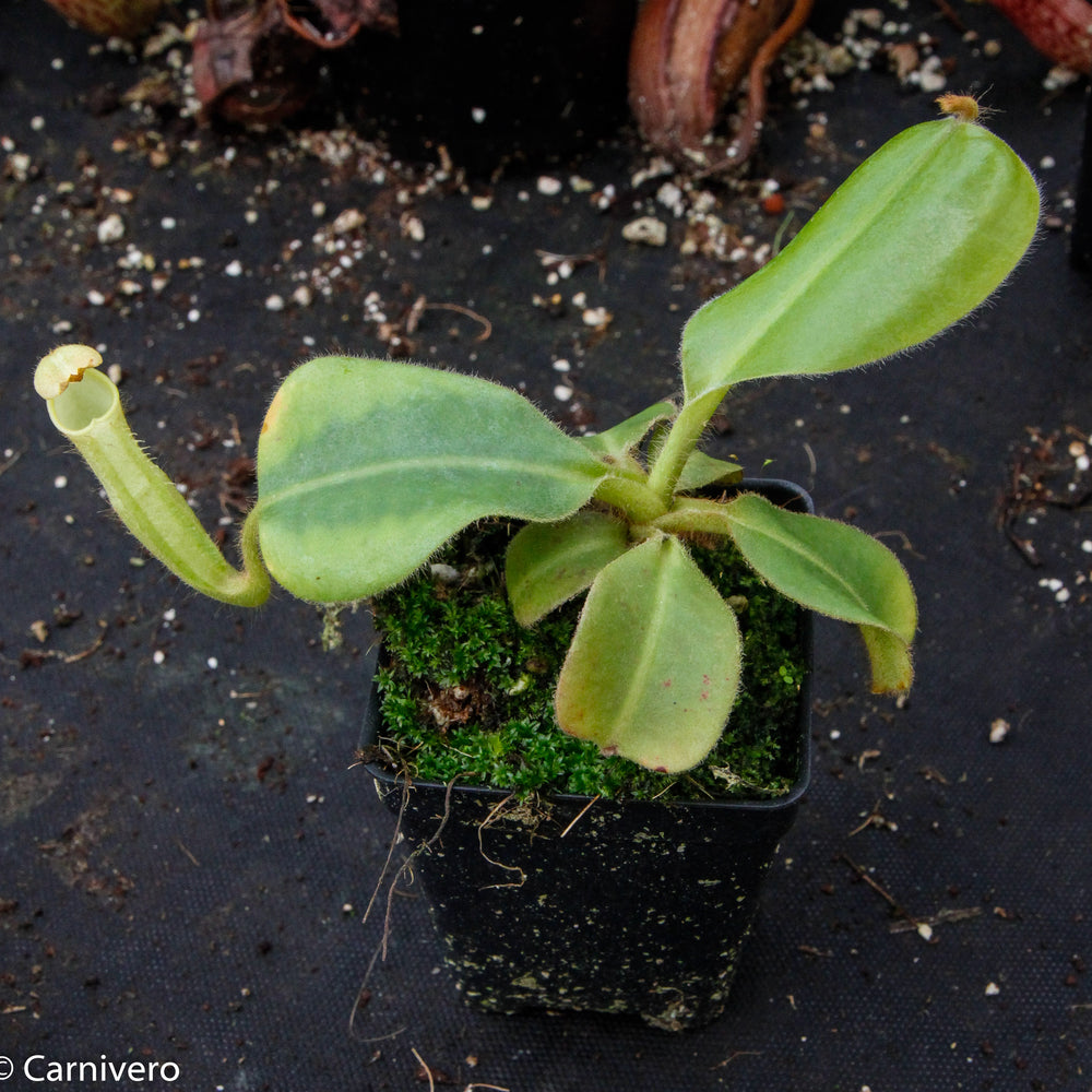 
                      
                        Nepenthes chaniana, BE-3673
                      
                    