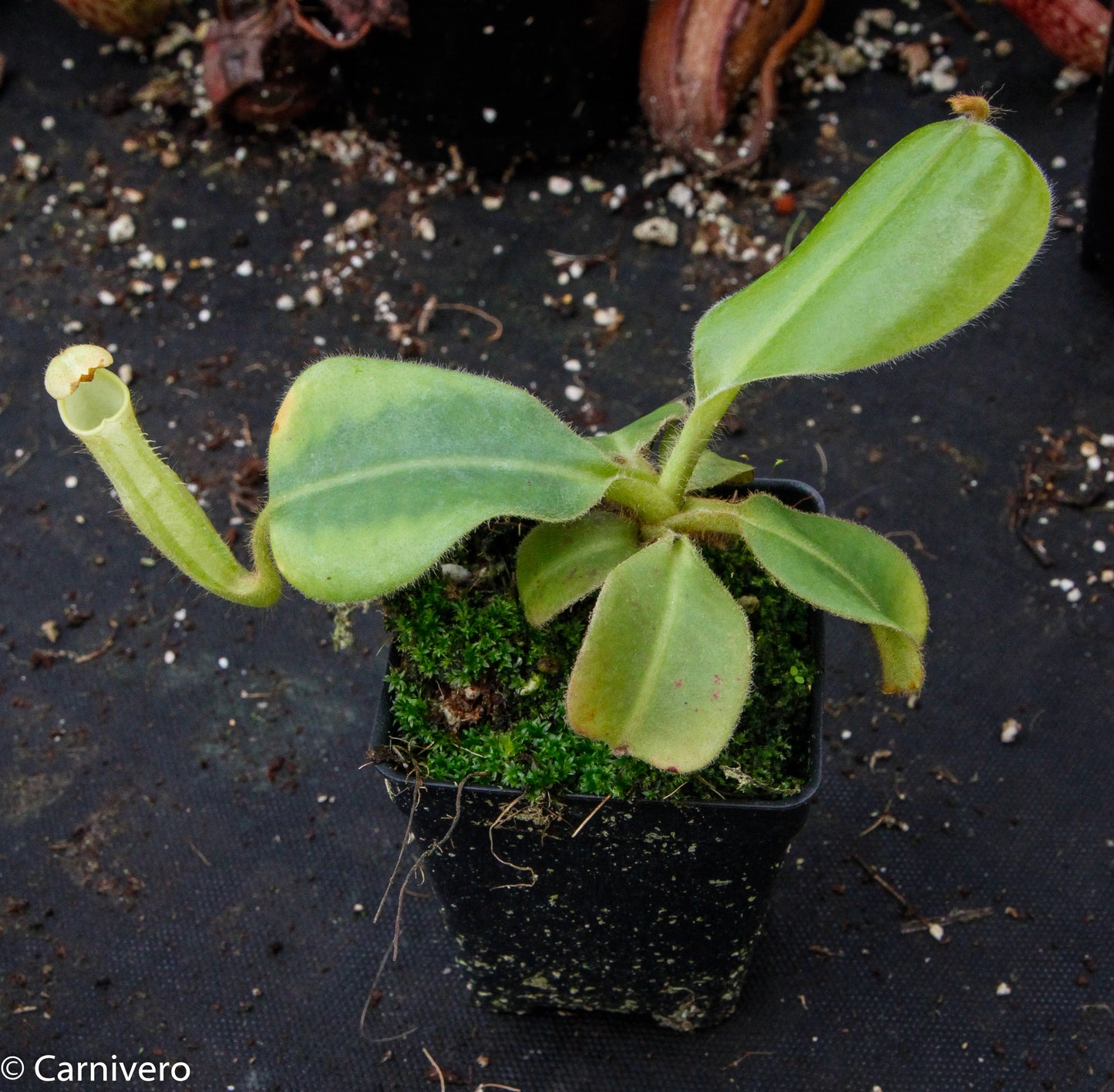 Nepenthes chaniana, BE-3673