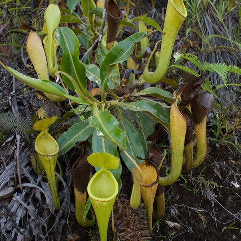 Nepenthes chaniana BE-3673 pitcher plant with multiple lime green pitchers and broad leaves.