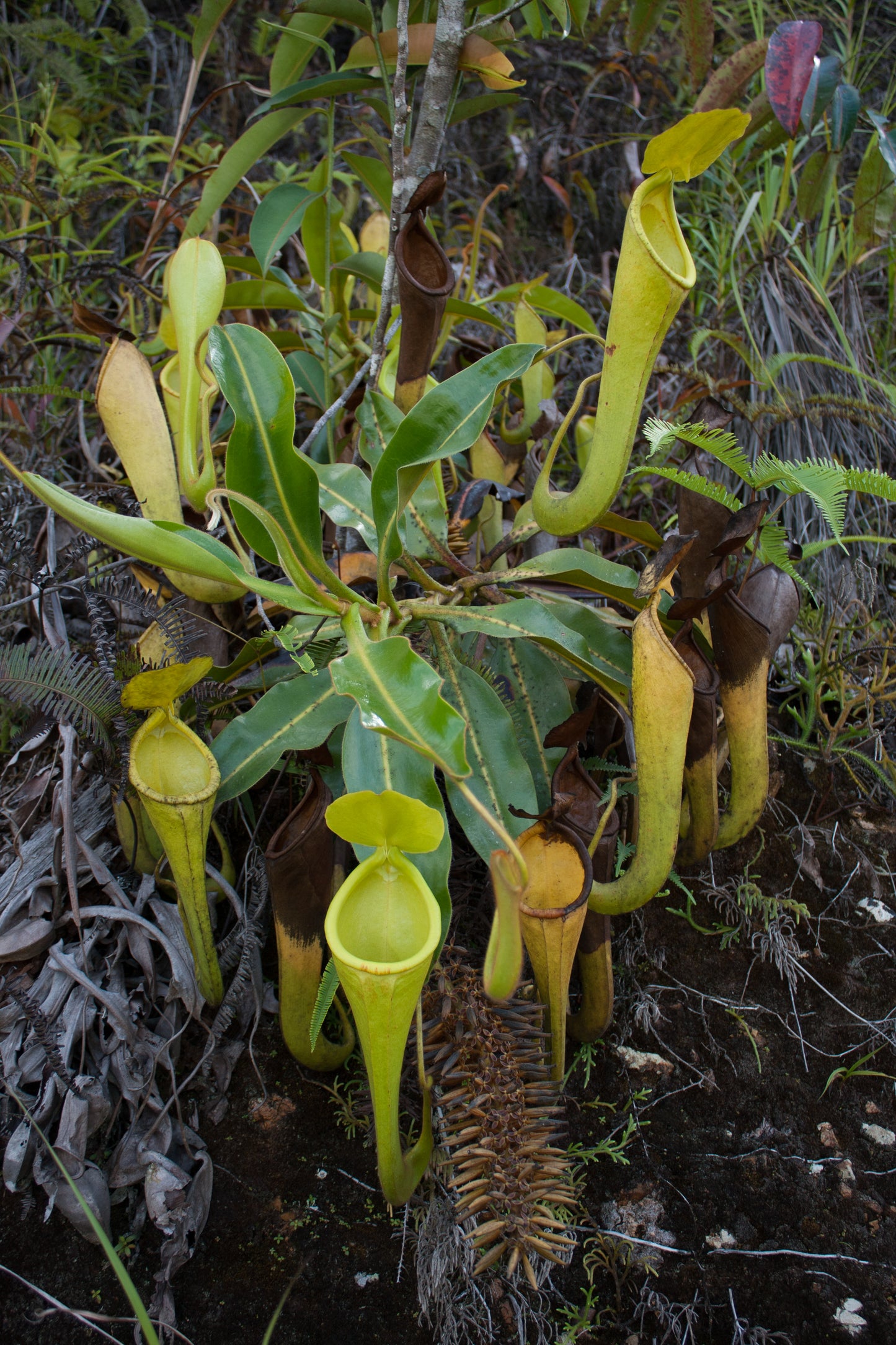 Nepenthes chaniana, BE-3673