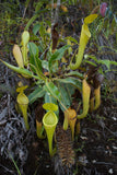 Nepenthes chaniana