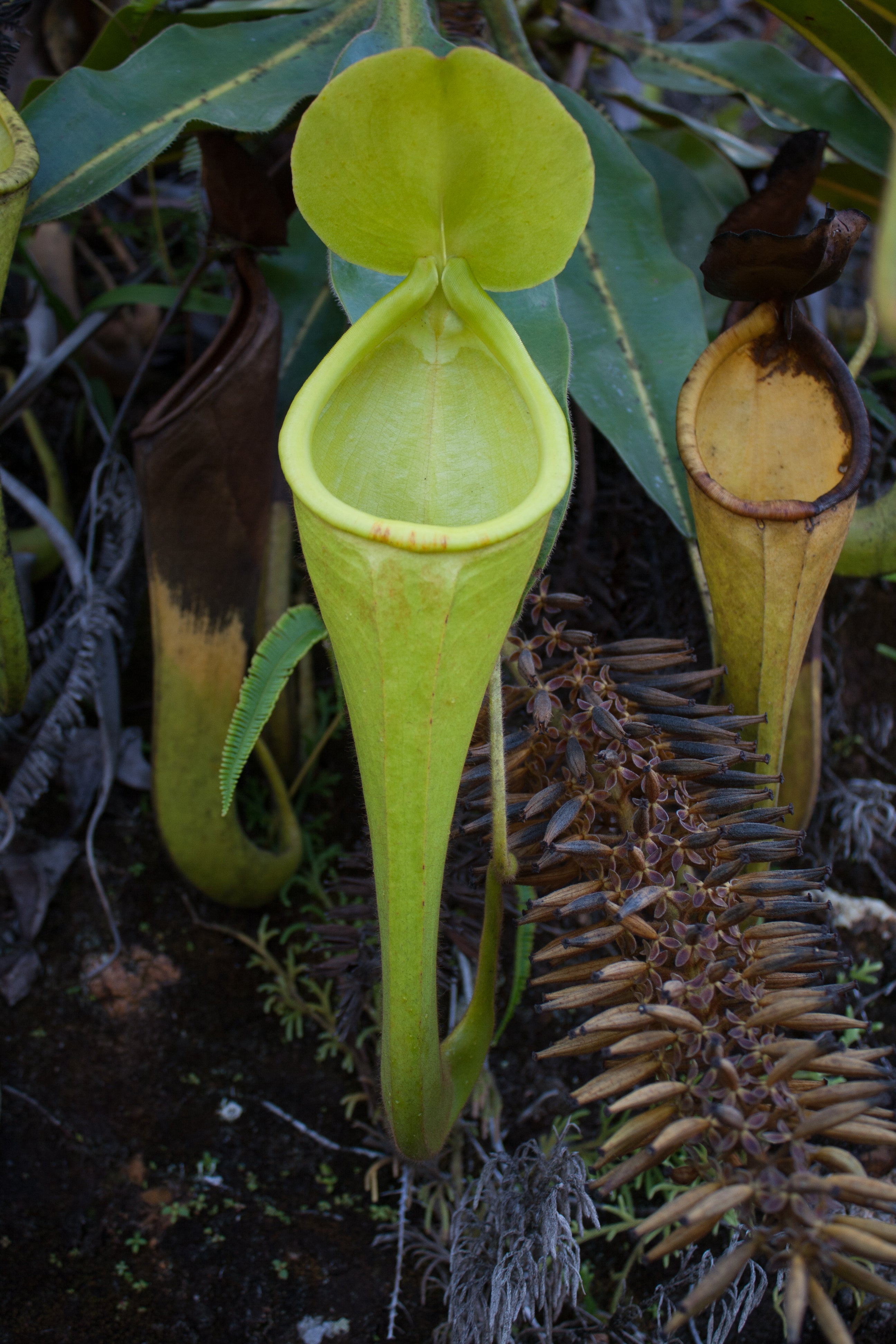 ネペンテス・ダイデリアナ Nepenthes x dyeriana – Cedar Bridge Botanicals
