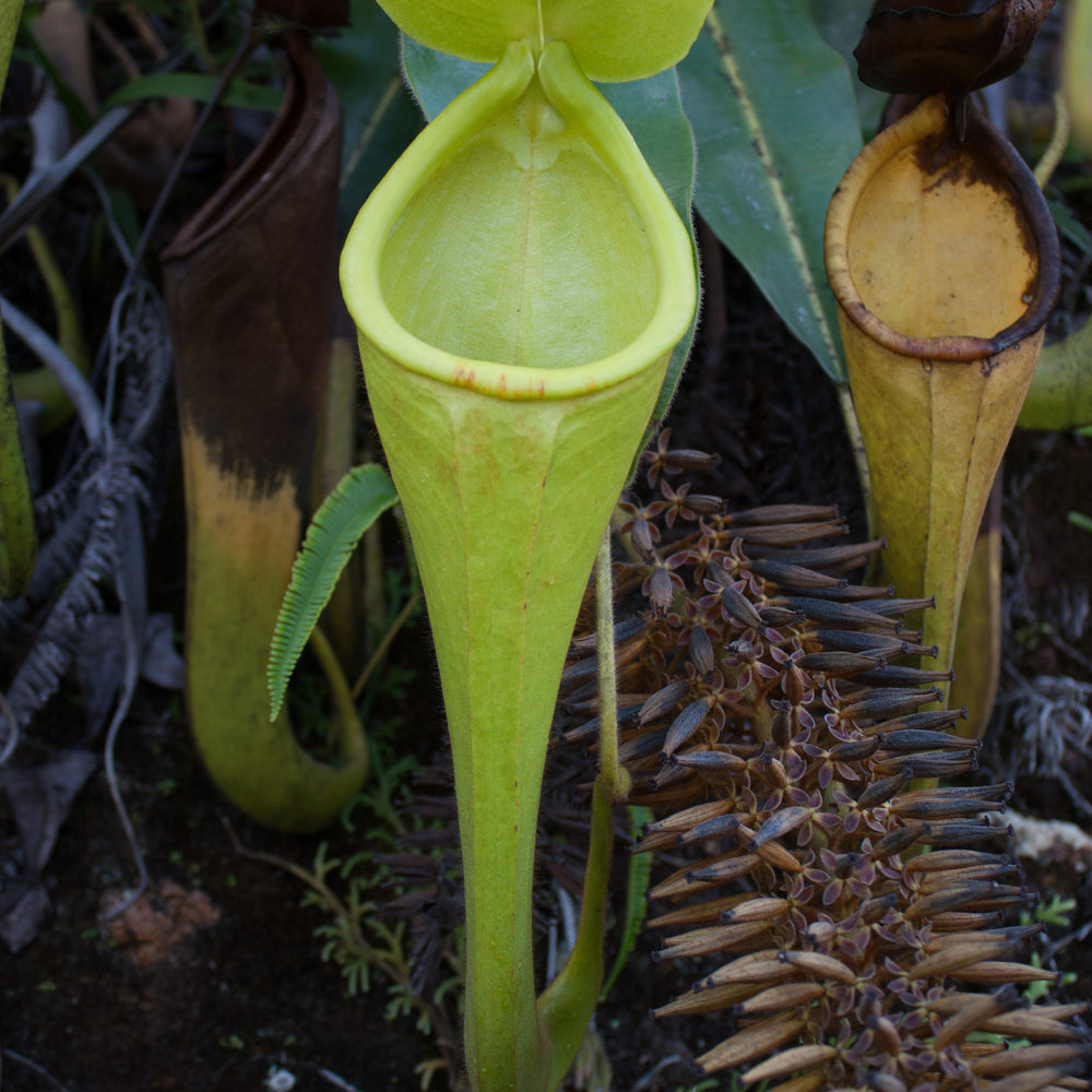 Nepenthes chaniana, BE-3673