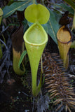 Nepenthes chaniana