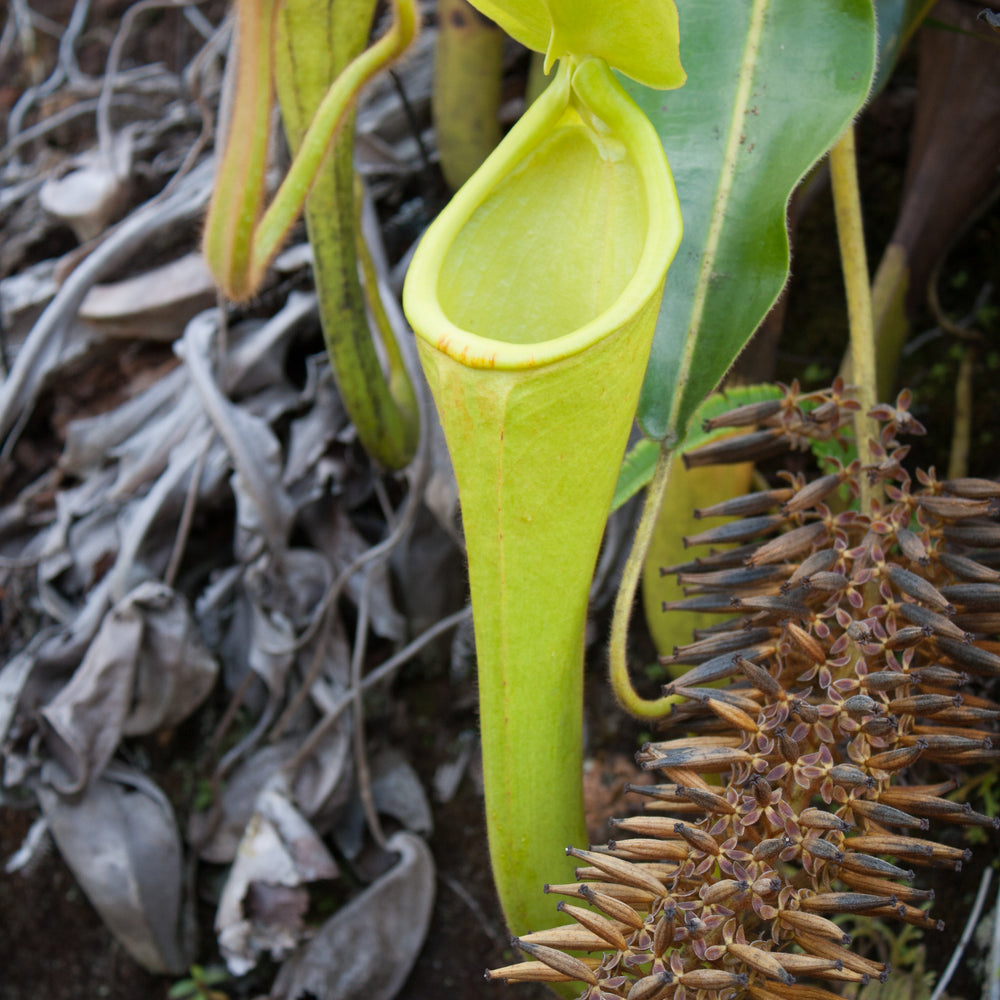 
                      
                        Nepenthes chaniana, BE-3673
                      
                    