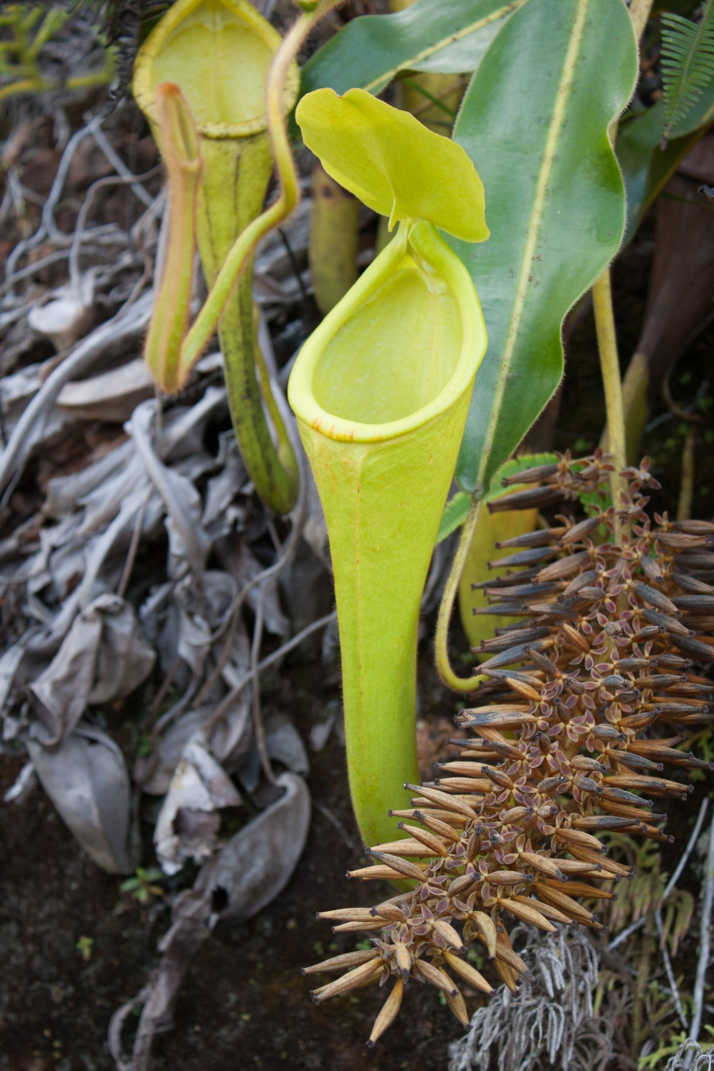 Nepenthes chaniana, BE-3673