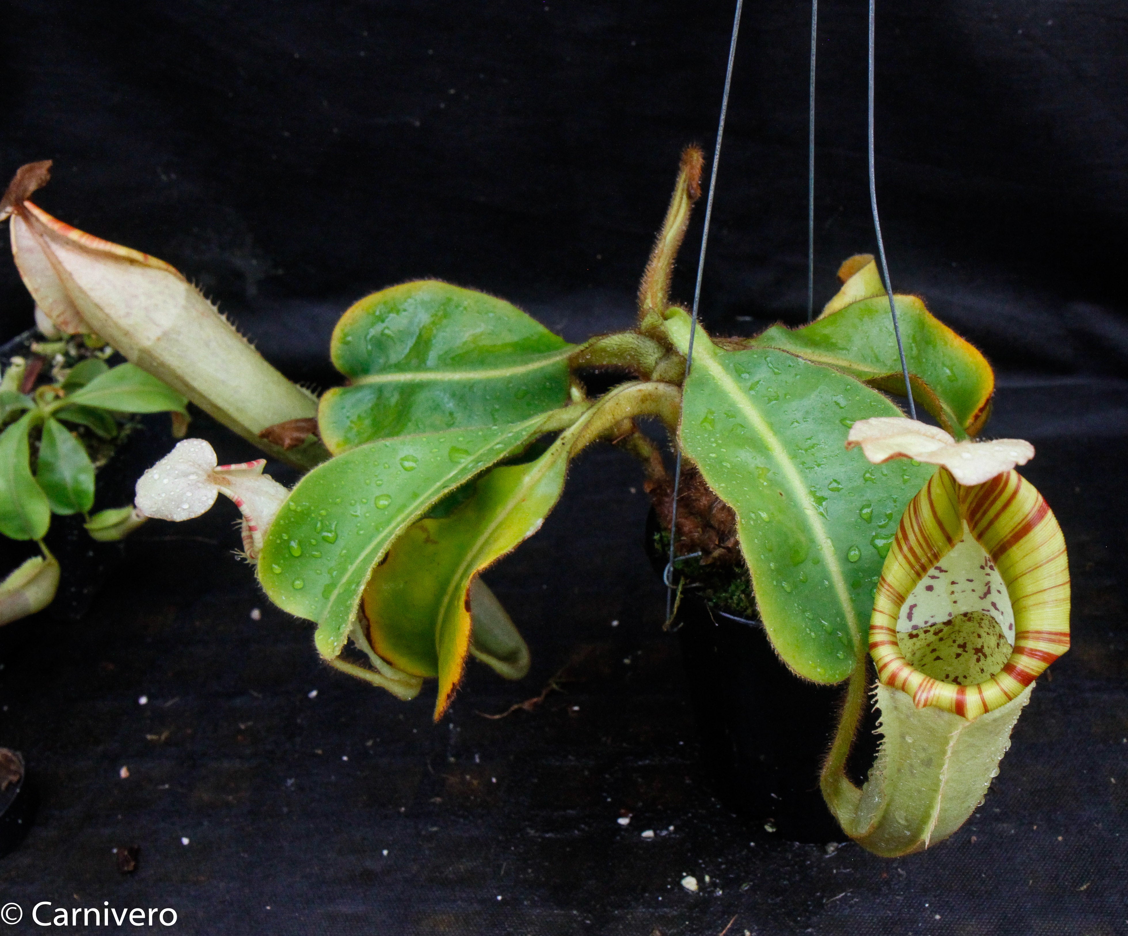 Nepenthes chaniana x veitchii, BE-3137 – Carnivero