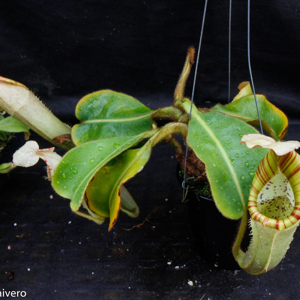
                      
                        Nepenthes chaniana x veitchii, BE-3137
                      
                    