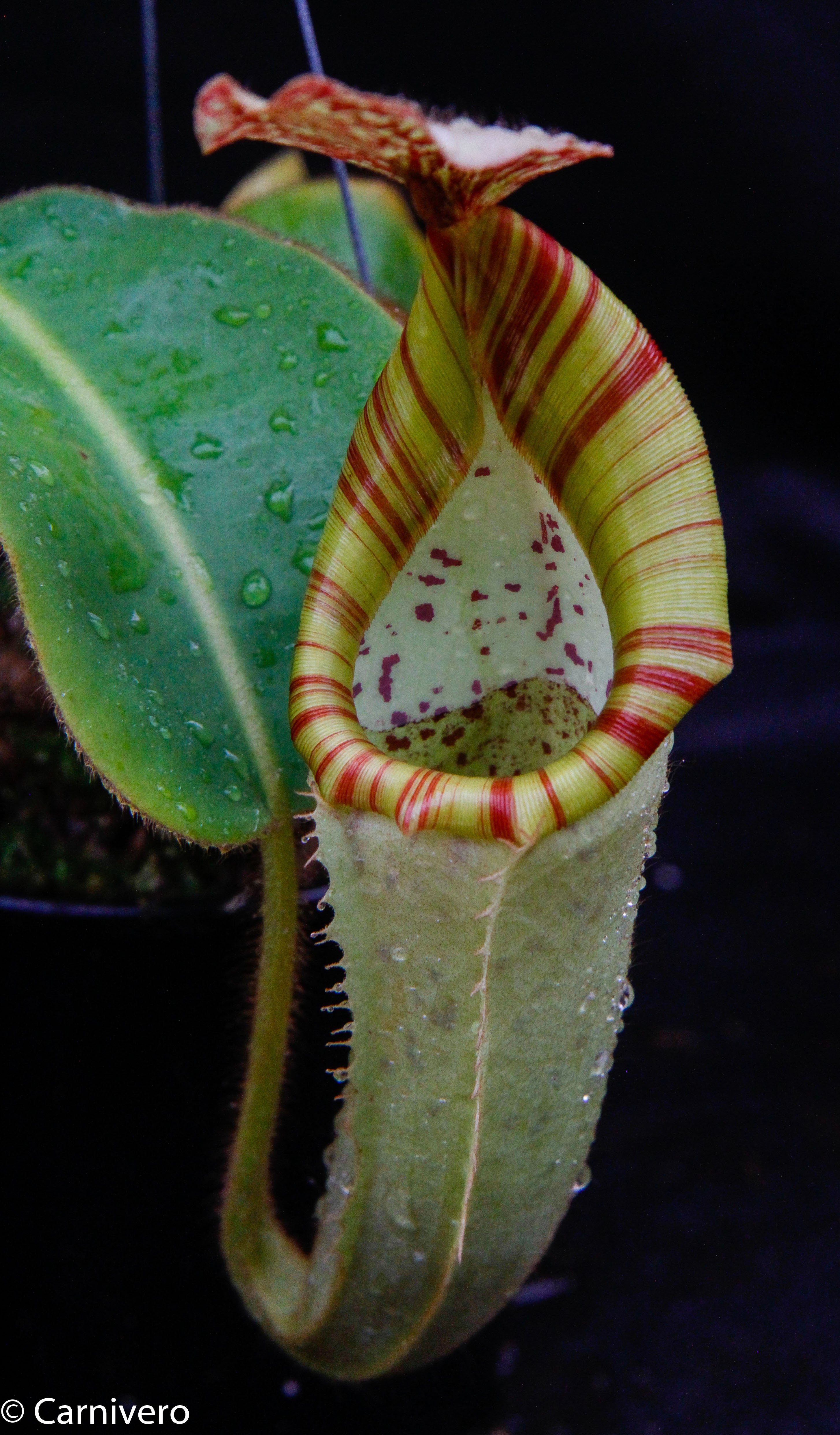 Nepenthes chaniana x veitchii, BE-3137 – Carnivero