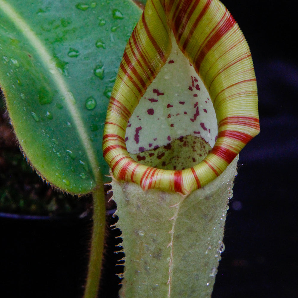 
                      
                        Nepenthes chaniana x veitchii, BE-3137
                      
                    