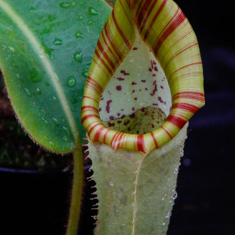 Close up of Nepenthes chaniana x veitchii BE-3137 pitcher with striped yellow-green peristome and reddish markings