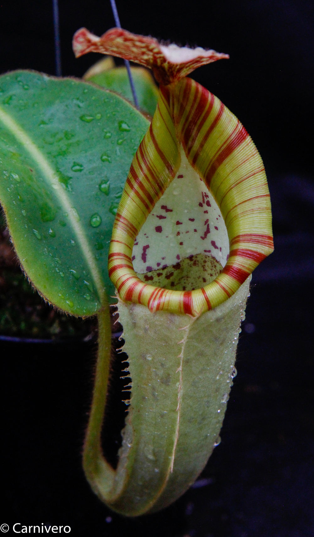 Nepenthes chaniana x veitchii, BE-3137