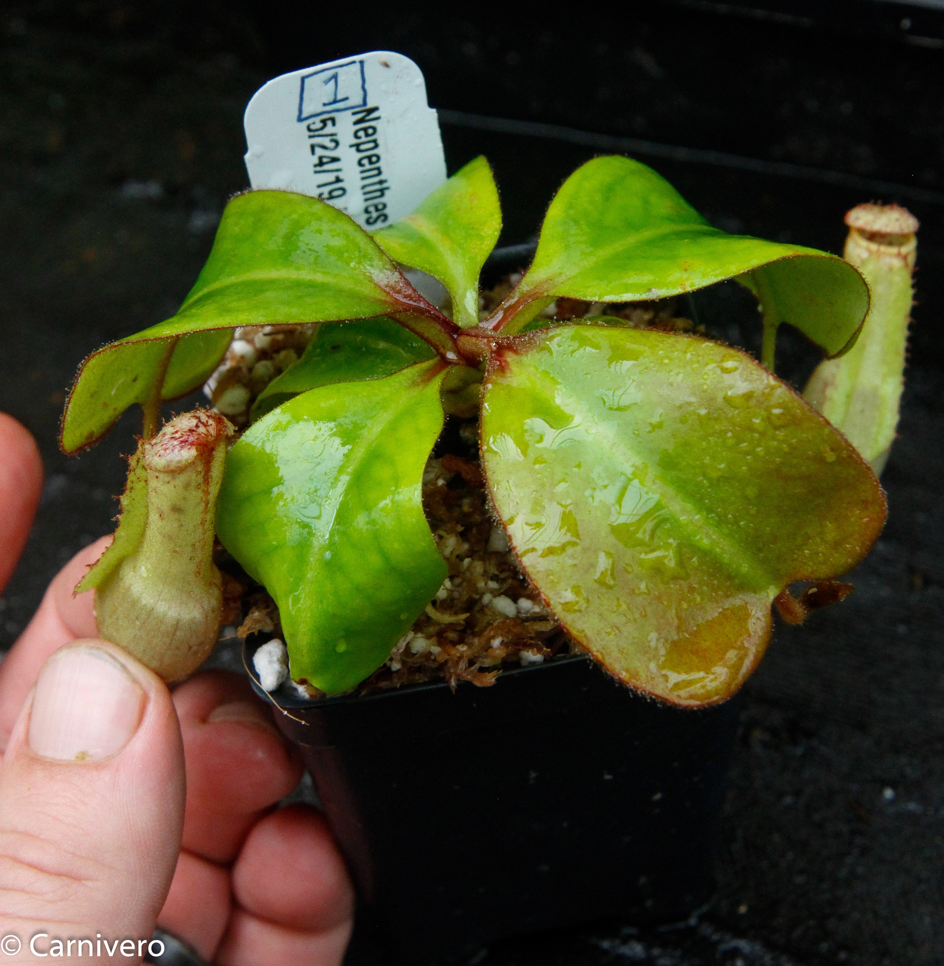 Nepenthes clipeata – Carnivero