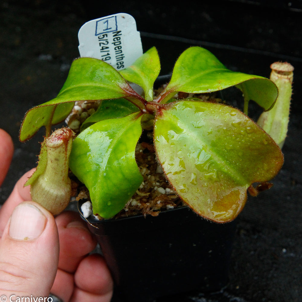 Nepenthes clipeata