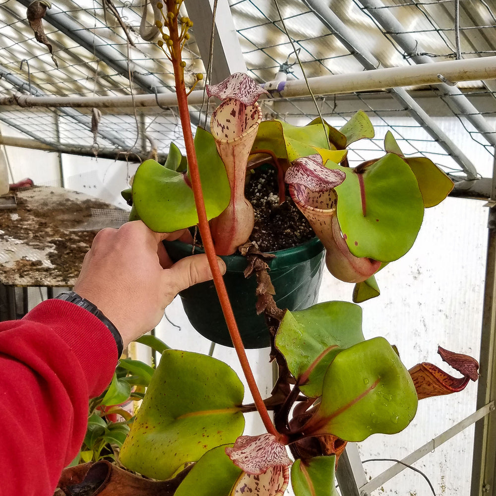 Nepenthes clipeata