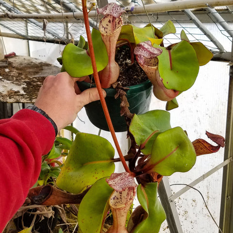 Nepenthes clipeata plant with large green leaves and a pink speckled pitcher in a greenhouse.