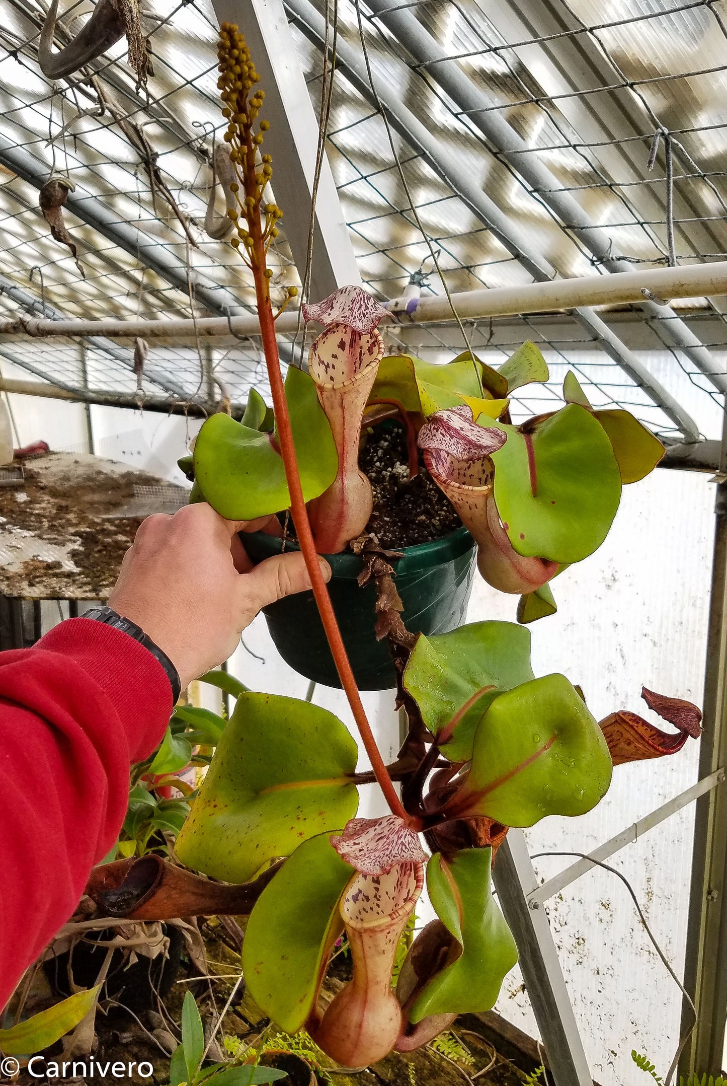 Nepenthes clipeata