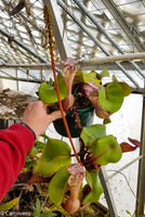 Nepenthes clipeata