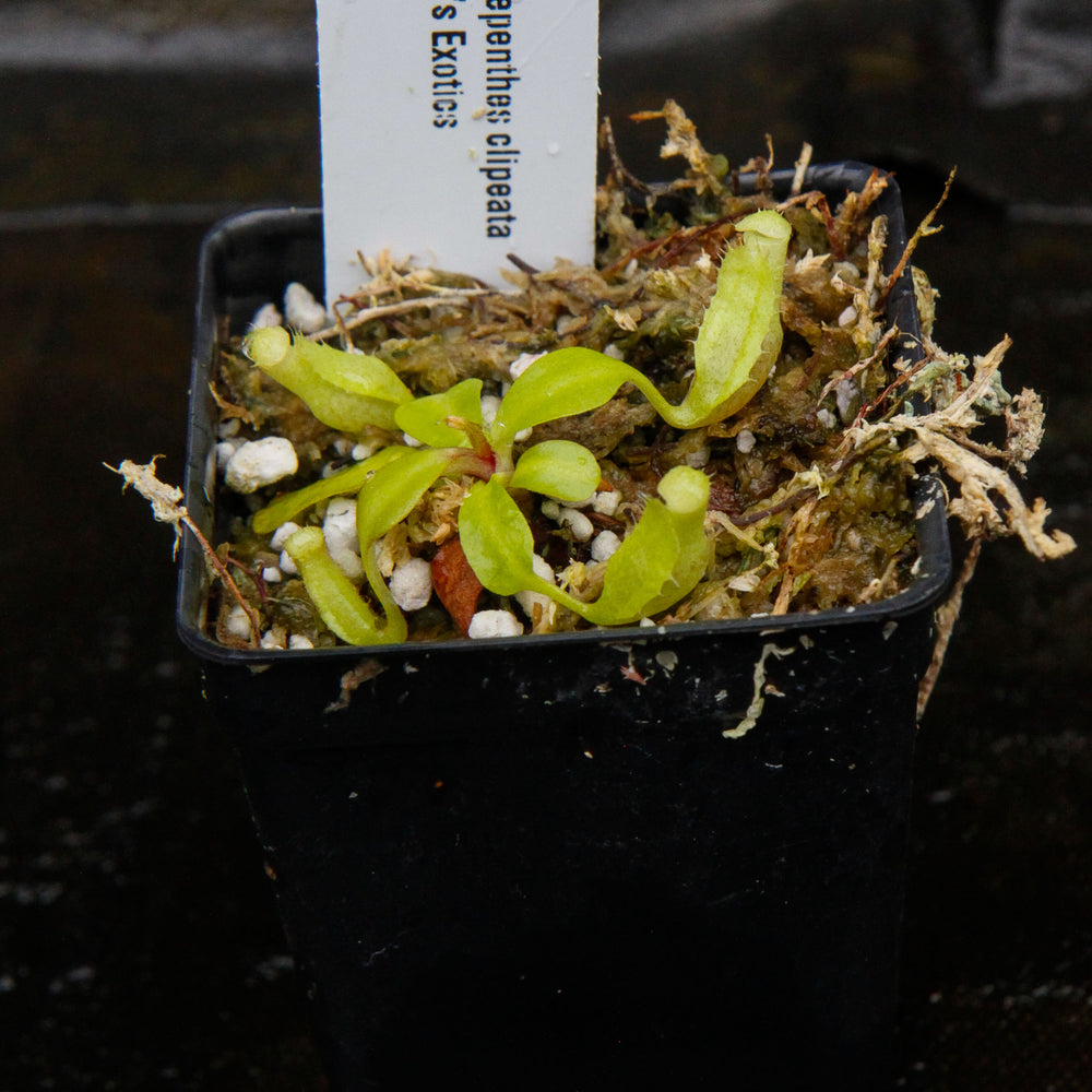 
                      
                        Nepenthes clipeata
                      
                    