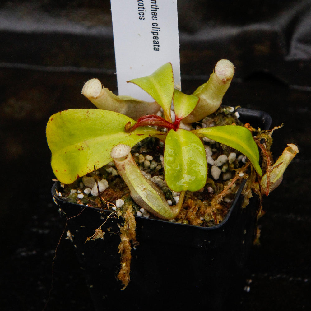 
                      
                        Nepenthes clipeata
                      
                    