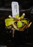 Nepenthes clipeata