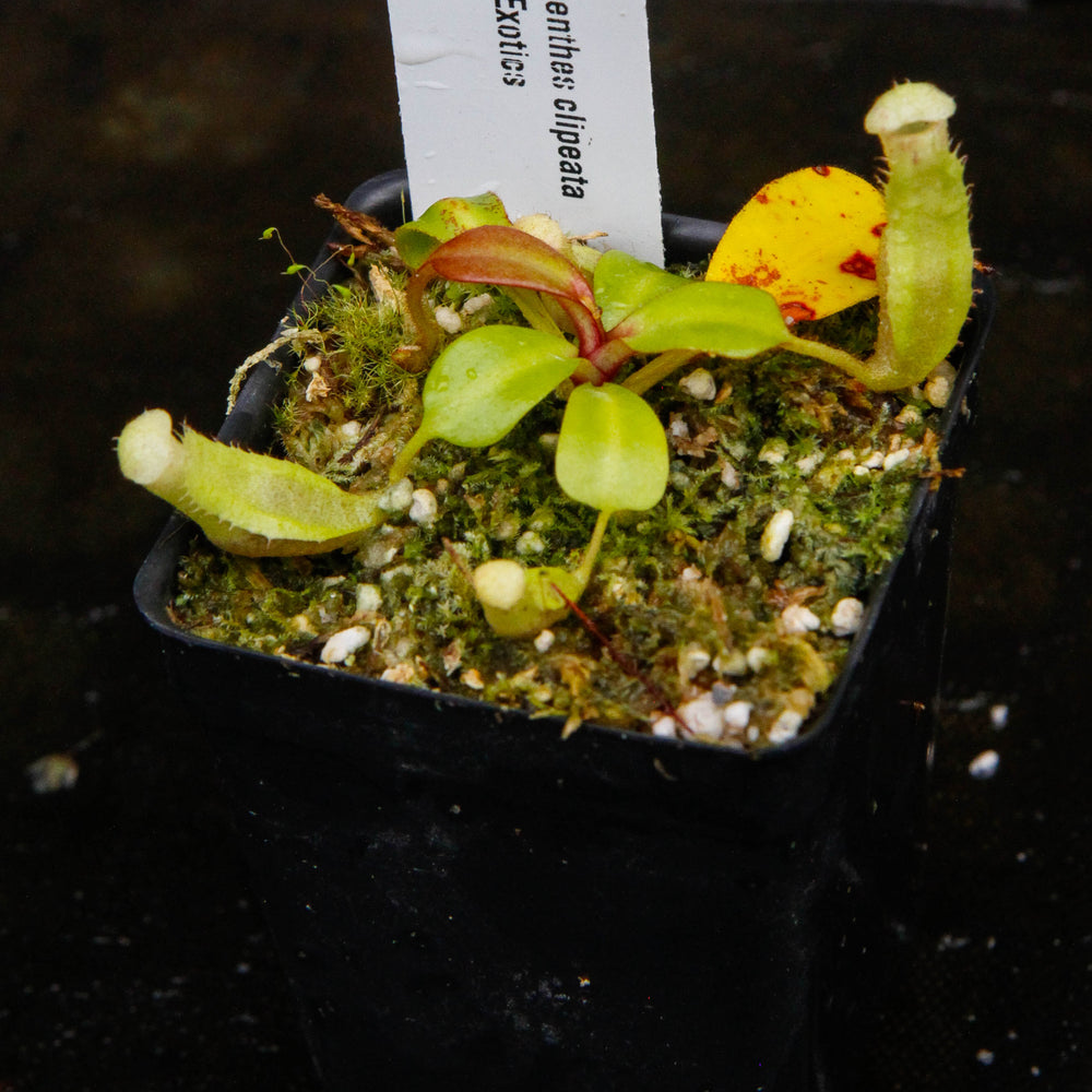 
                      
                        Nepenthes clipeata
                      
                    