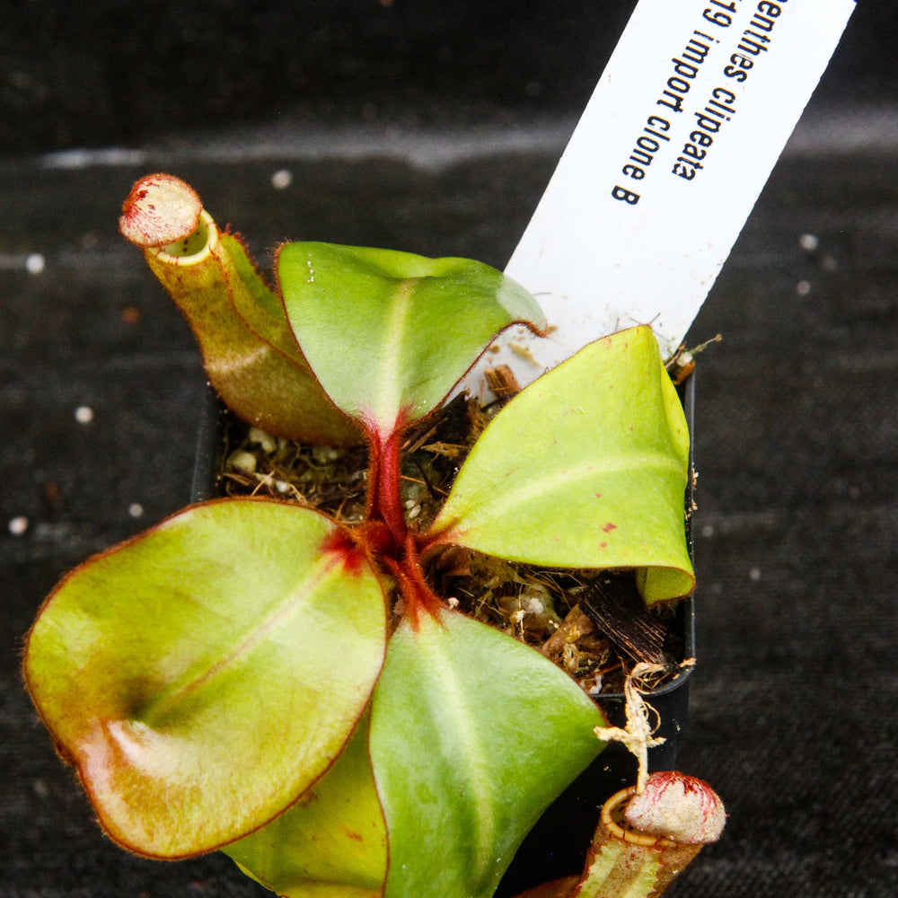 
                      
                        Nepenthes clipeata
                      
                    
