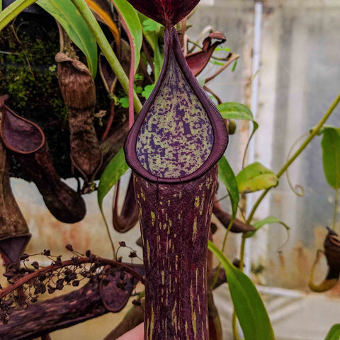 Nepenthes copellandii pitcher with tall burgundy tube, pale green speckled throat, and a dark maroon hood in a greenhouse