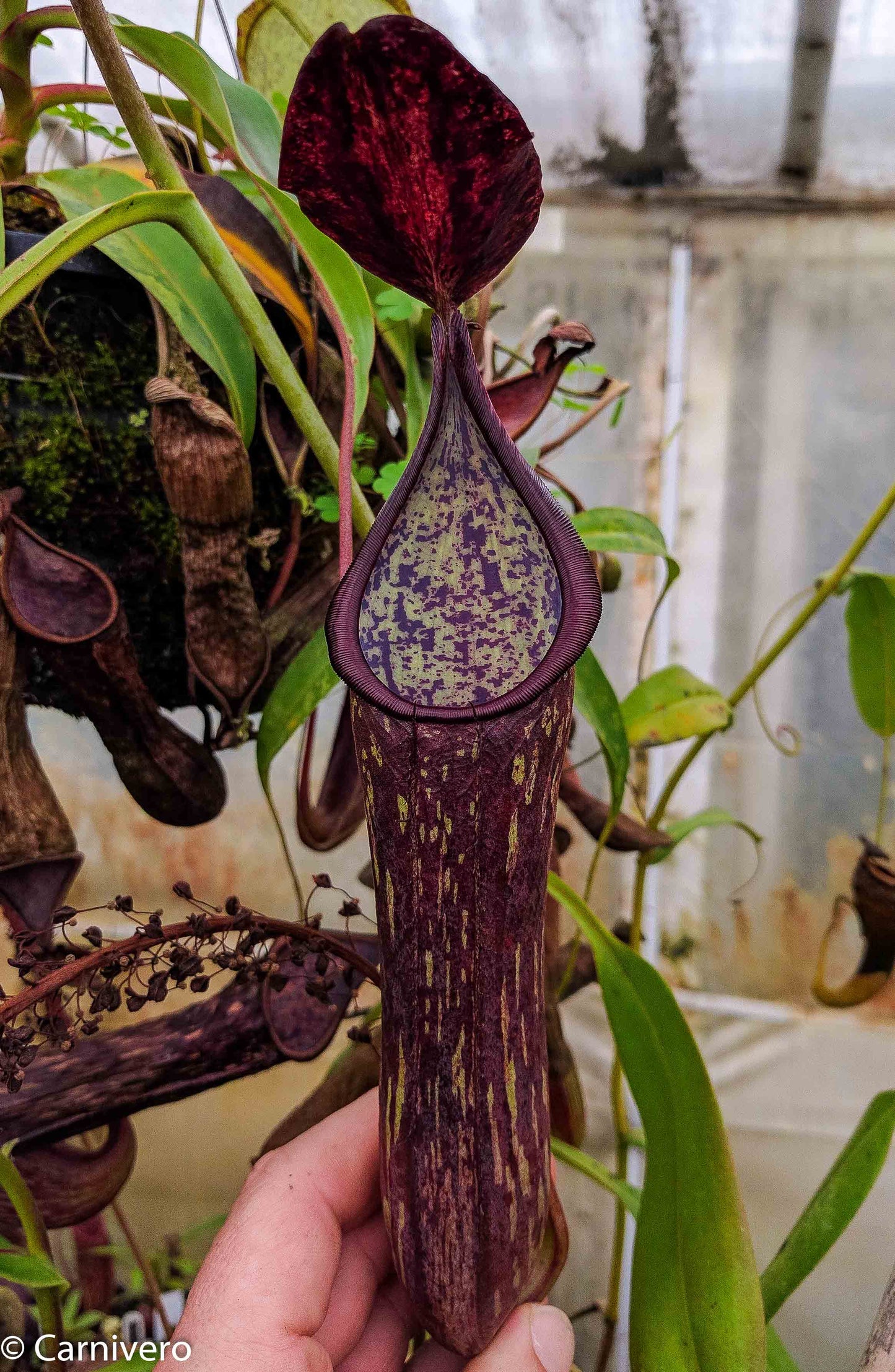 Nepenthes copellandii