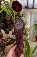 Nepenthes copellandii