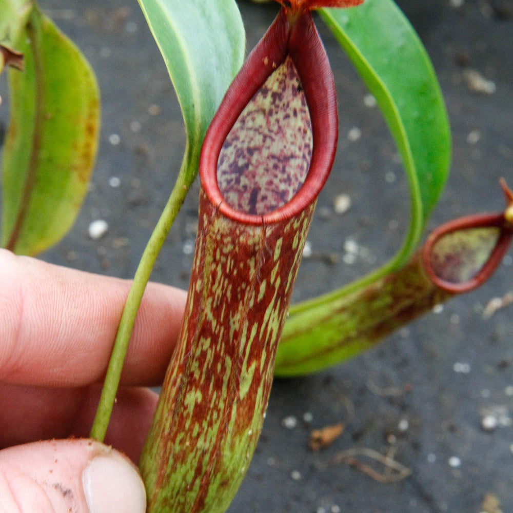 Nepenthes copellandii
