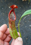 Nepenthes copellandii