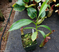 Nepenthes copellandii