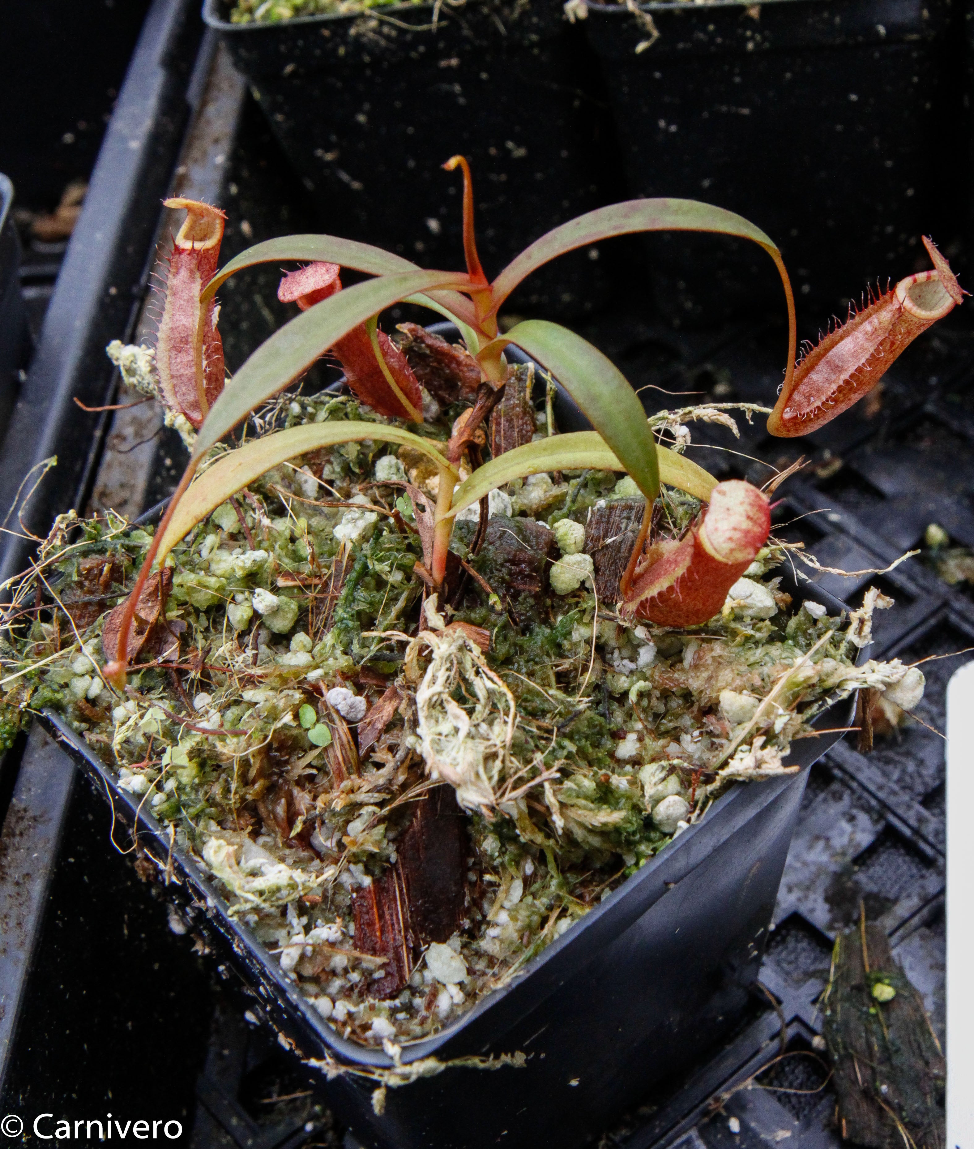 Nepenthes densiflora BE-3837 – Carnivero