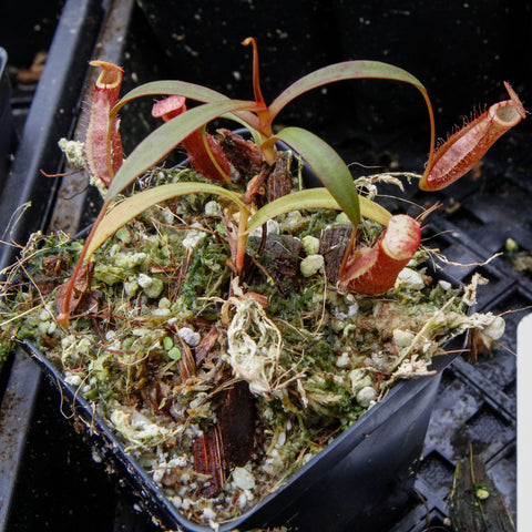 Nepenthes densiflora BE-3837 juvenile carnivorous pitcher plant with red tubular pitchers in a mossy pot