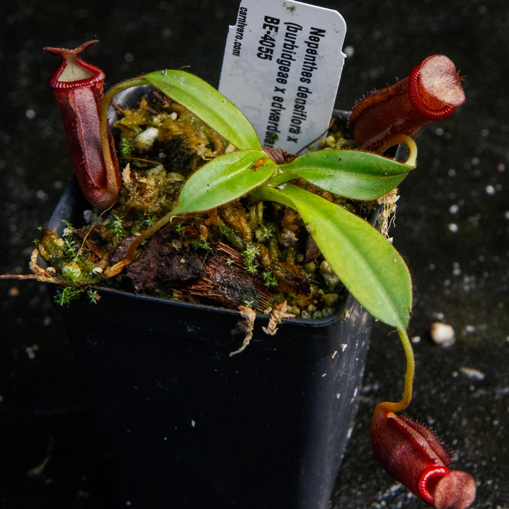 Nepenthes densiflora x (burbidgeae x edwardsiana)