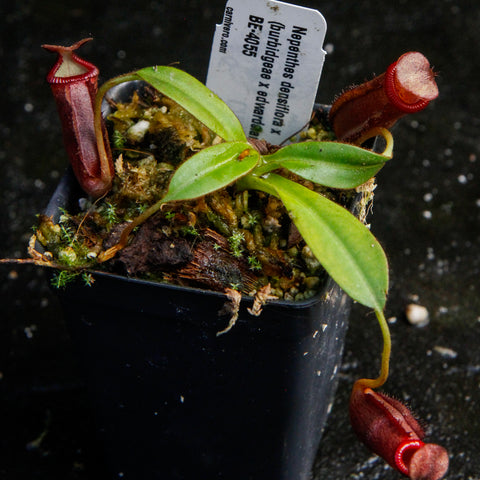 Nepenthes densiflora x burbidgeae x edwardsiana with two red pitchers in a mossy pot