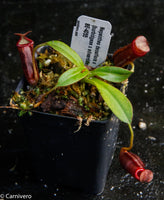 Nepenthes densiflora x (burbidgeae x edwardsiana)
