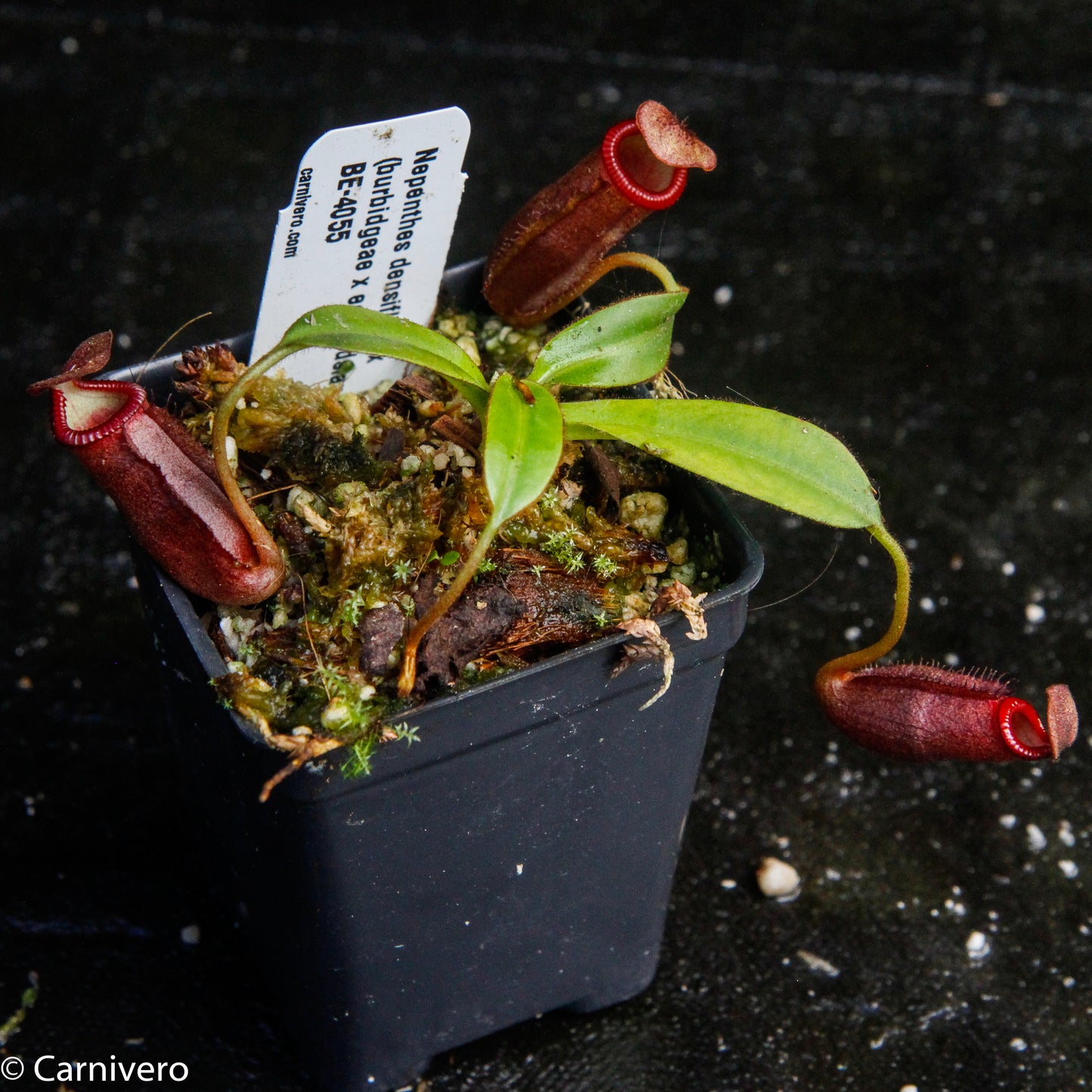 Nepenthes densiflora x (burbidgeae x edwardsiana)
