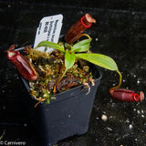 Nepenthes densiflora x (burbidgeae x edwardsiana)