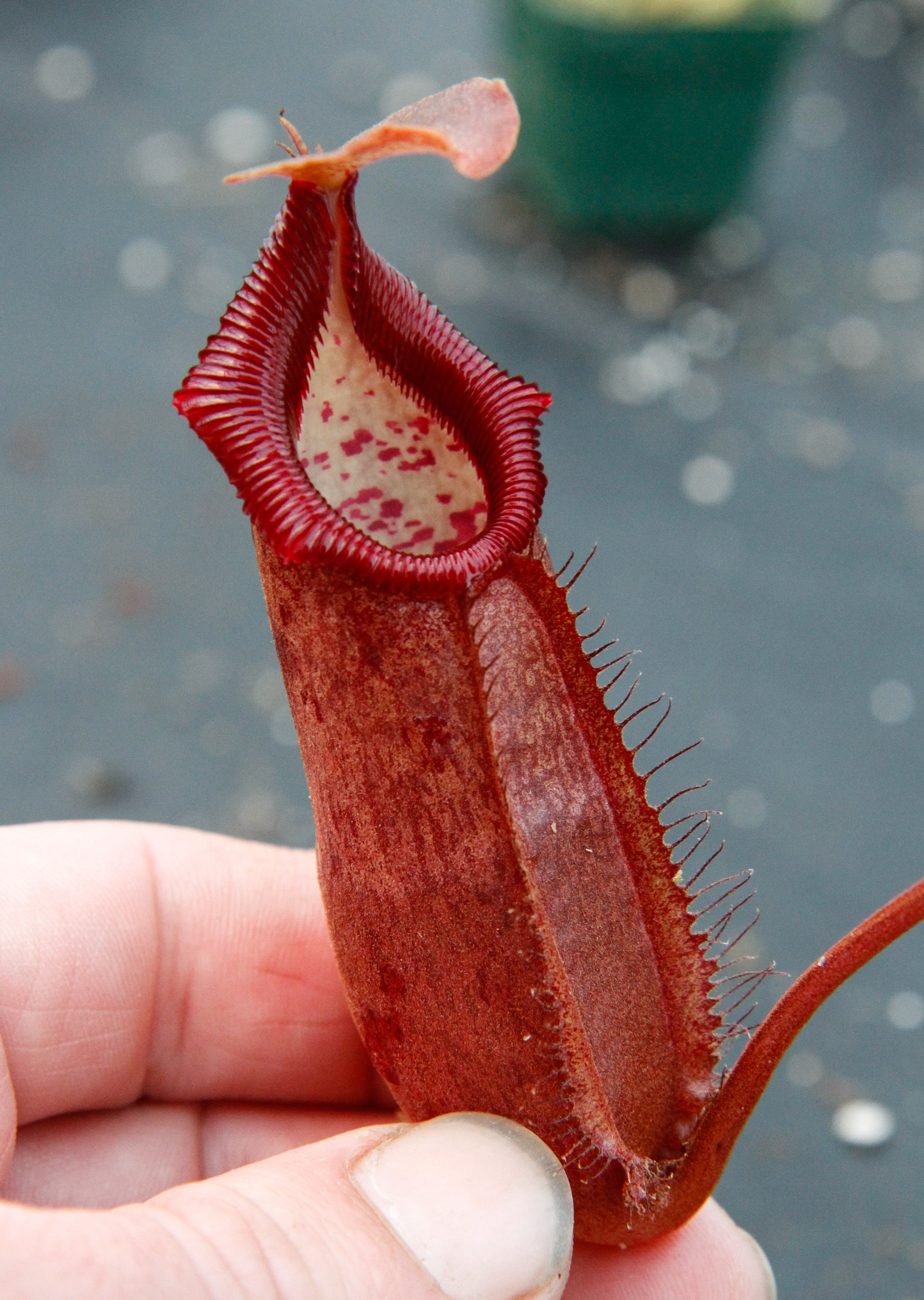 Nepenthes densiflora x robcantleyi, BE-3573 – Carnivero