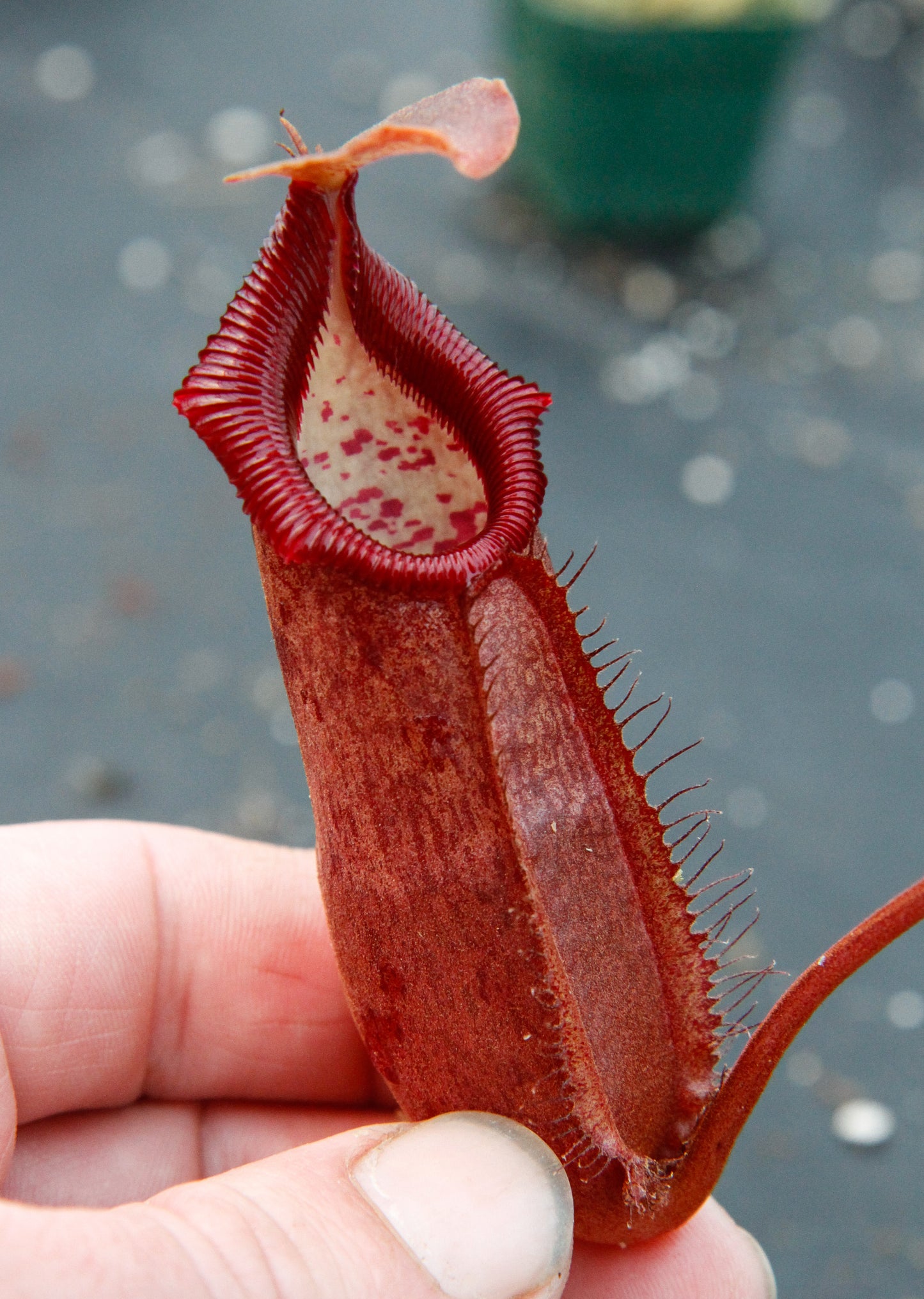 Nepenthes densiflora x robcantleyi, BE-3573