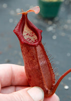 Nepenthes densiflora x robcantleyi, BE-3573