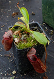 Nepenthes densiflora x robcantleyi, BE-3573