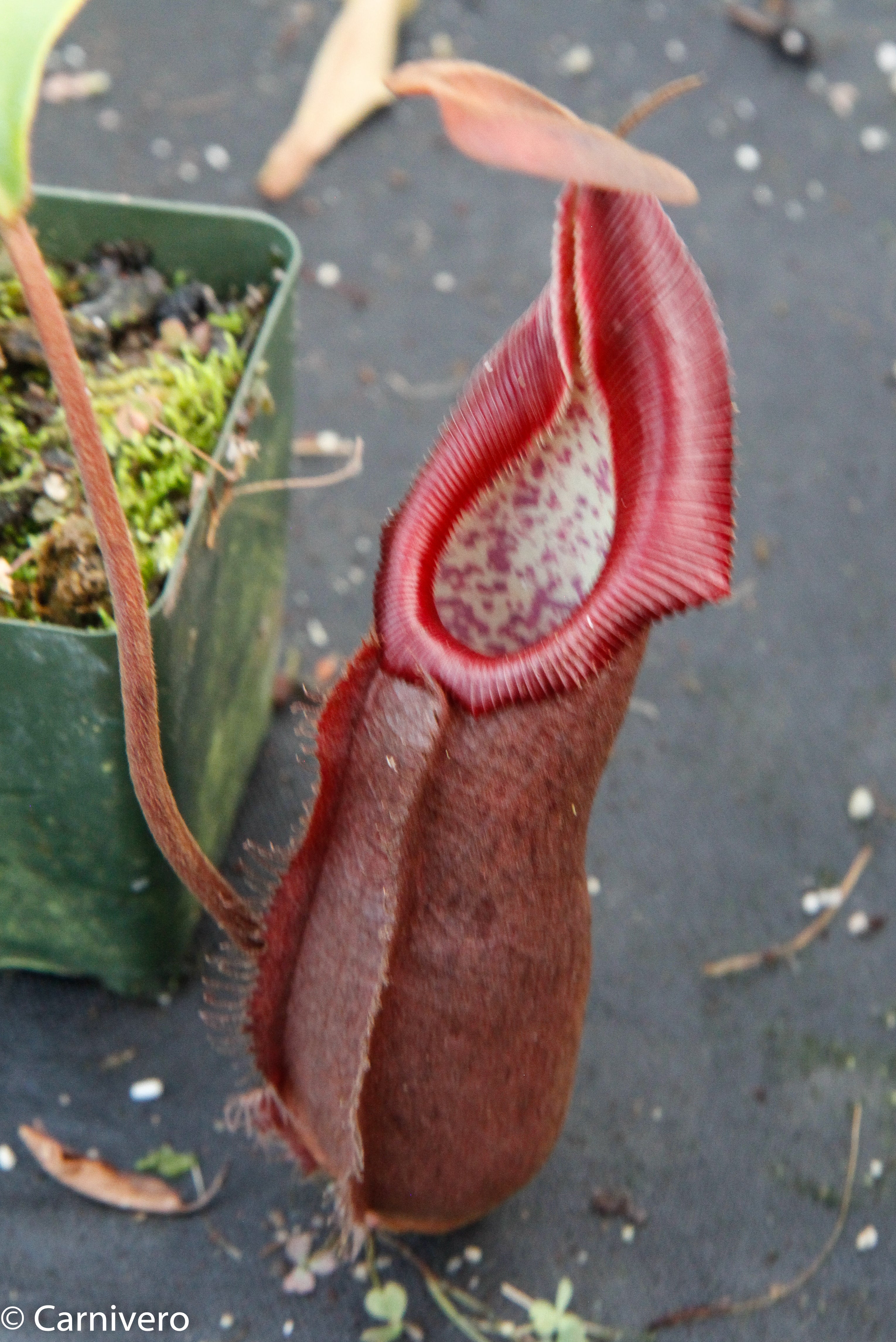 Nepenthes densiflora x robcantleyi, BE-3573 – Carnivero
