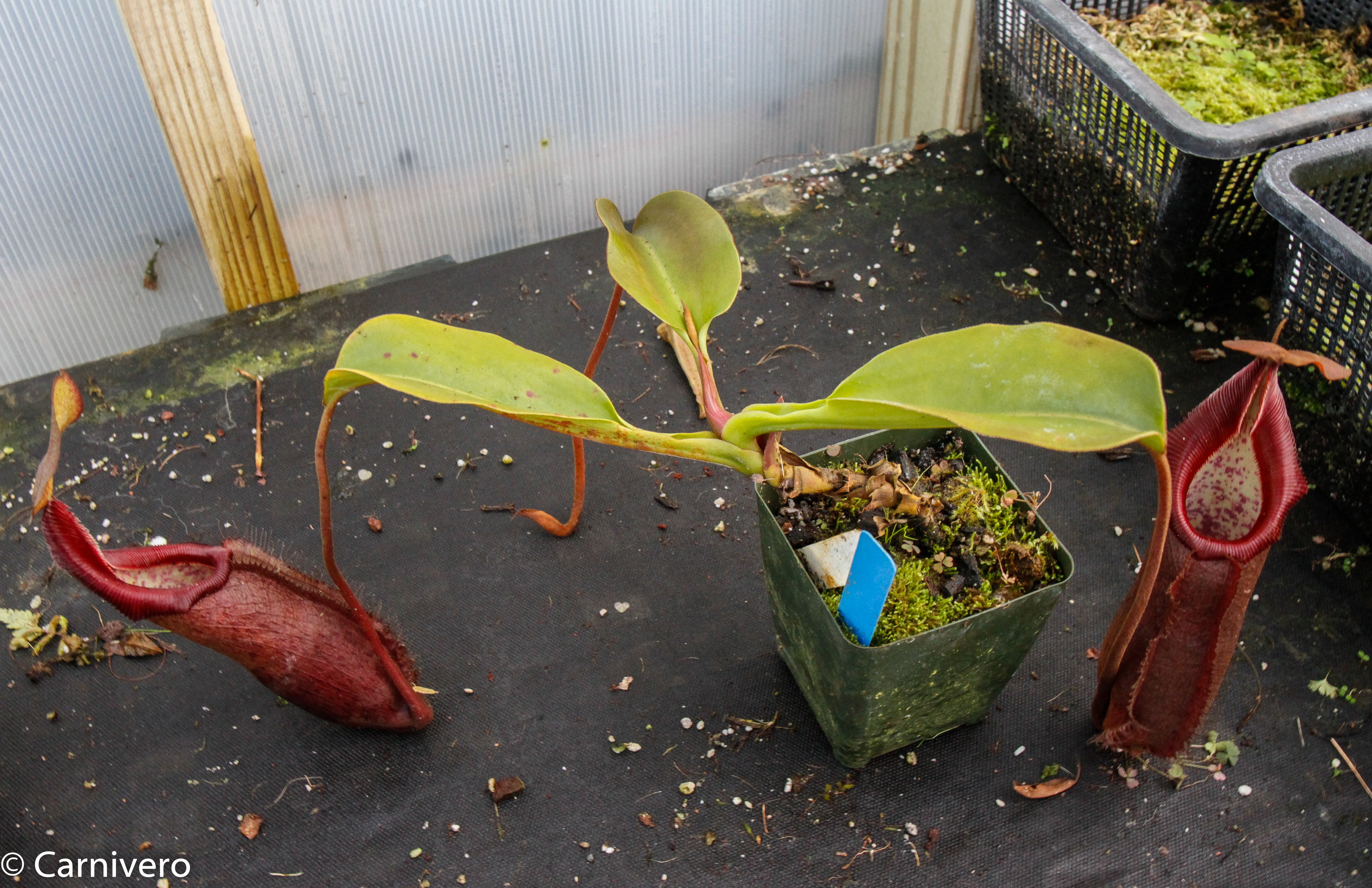 Nepenthes densiflora x robcantleyi, BE-3573 – Carnivero