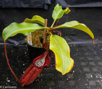 Nepenthes densiflora x robcantleyi, BE-3573