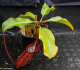 Nepenthes densiflora x robcantleyi, BE-3573